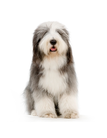 ŴԧԪջ͡ - Old English Sheepdog