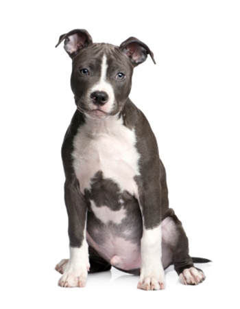 ԡѹ Է - American Pit Bull Terrier