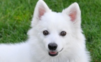 ỹ ʻԵ - Japanese Spitz