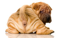  - Sharpei