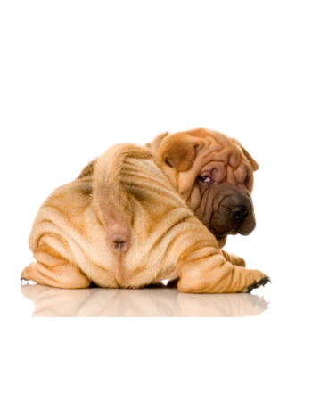  - Sharpei