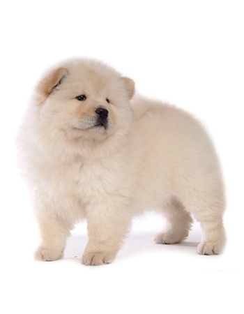   - Chow Chow